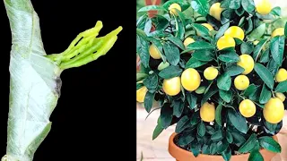 How to graft citrus plants //Grafting Citrus Trees with the Patch Bud