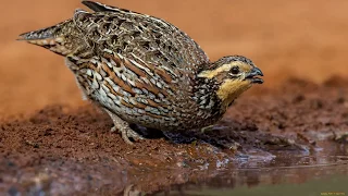 Voices of birds how the quail sings