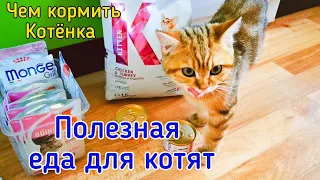 Чем кормить котенка. Еда для котят. Мясо, филе грудки для котенка. Британская шиншилла.