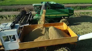 Rice Harvest 2019 - Drone Video