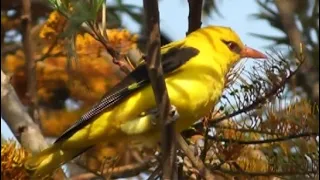 Golden Oriole