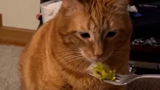 This Cat Hates Vegetables | Funniest Pets Of The Week