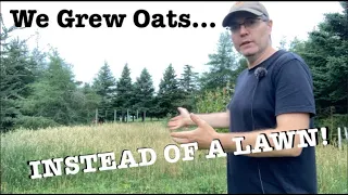 We Grew Oats...Instead of a Lawn!