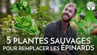 5 plantes sauvages pour remplacer les épinards