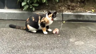 Mom cat leaves Cold, Dying kitten behind, but is Saved by kind passersby