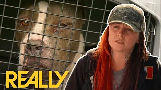 Dog Is Covered In Ants And Would Have Died Chained To A Fence | Pit Bulls And Parolees