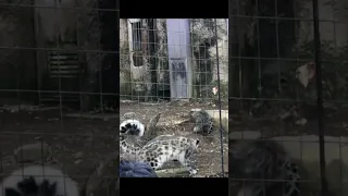 ビックリしてひっくり返るユキヒョウ