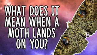 What Does It Mean When a Moth Lands On You? | Moth Spiritual Meaning