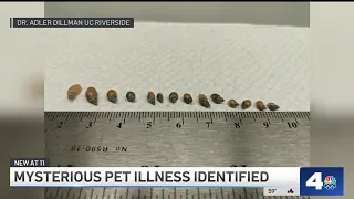 Cause of mysterious dog illness discovered