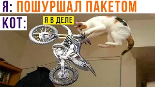 ПОШУРШАЛ ПАКЕТОМ))) Приколы с котами | Мемозг 1006