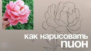 Как нарисовать пион