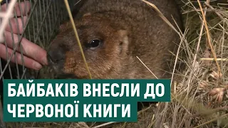 Червонокнижний байбак Тимко — чи справдилося передбачення