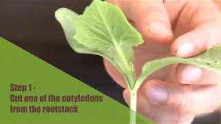 How to Splice Graft Cucumbers - Purdue Extension
