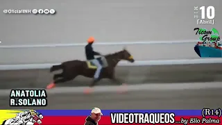 VideoTraqueos (1ra parte) | Carrera programada 14/04/24 La Rinconada INH | R14 | DH#76  🏇🏆