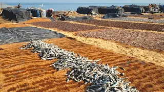 Largest Dry Fish Making In Negombo | Karawala | කරවල