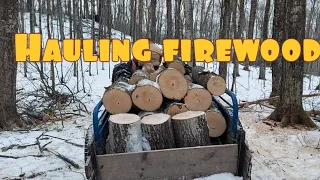 Cutting and hauling firewood.  What trees we harvest for firewood.