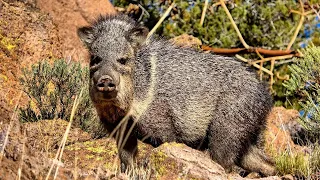 Surrounded by Javelina on an Archery Hunt in Arizona!