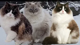 Ragdoll Cats Having Fun In The Snow (Compilation)