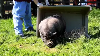 Rescued Pigs See Grass for First Time