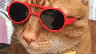 Thug Life Cat Compilation