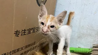 Rescue abandoned kitten on the street was sick eyes and dirty face | FTC Meow