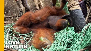 DANGEROUS Rescue Attempt as Sedated Orangutan Falls from Treetops