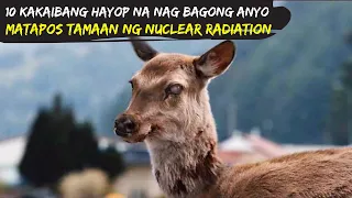 10 Kakaibang Hayop na Nag Mutate Matapos Tamaan ng Matinding Nuclear Radiation sa Chernobyl