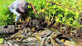 Top 3 - Surprising Catching Fish - After Clear Water Hyacinth Found Many Snakehead Fish & Catfish