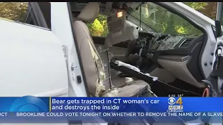 Bear Destroys Connecticut Woman's Car After Getting Trapped Inside