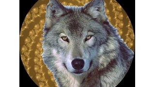 Wolf Costume Transformation Hypnosis