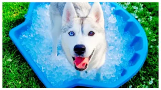 HUSKY Gets Her Own Ice Pool for the FIRST Time!