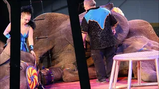 Shrine Circus 2018 Elephant Abuse