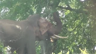 Huge elephant at the Yala national park !