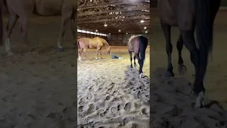 Лошади изучают лежащую хозяйку