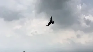 Crow flight in Slow motion