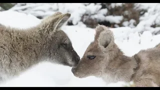 Will Robotic Wallaby Find Love In A Cold Climate?