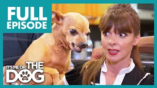 Feisty Chihuahua is Constantly in Attack-Mode! | Full Episode | It's Me or The Dog