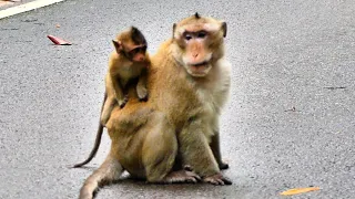 Very good monkey male leader allow little monkey riding his back