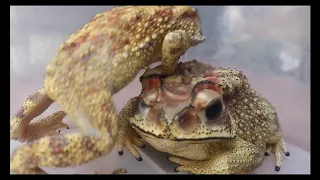 Ultimate CUTE and FUNNY Pet FROGS! - Best Toads and Frogs Videos Vines Compilation