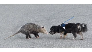 opossum vs dog